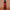 AS I AM Long and Luxe Strengthening Shampoo 355ml Tube Vorderseite