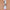DREAMFIX 3in1 Edge Brush Vorderseite