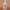 SHEA MOISTURE Coconut Daily Hydration Conditioner 384ml Vorderseite