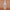 SHEA MOISTURE Coconut Daily Hydration Leave-In 237ml Vorderansicht